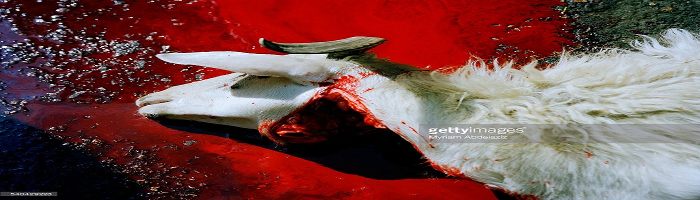 AHMCC HALAL CERTIFIED DISTRIBUTERS